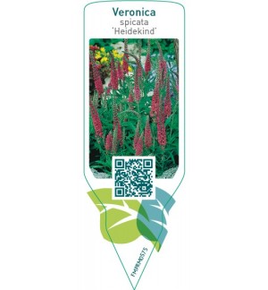 Etichette di Veronica spicata ‘Heidikind’ *