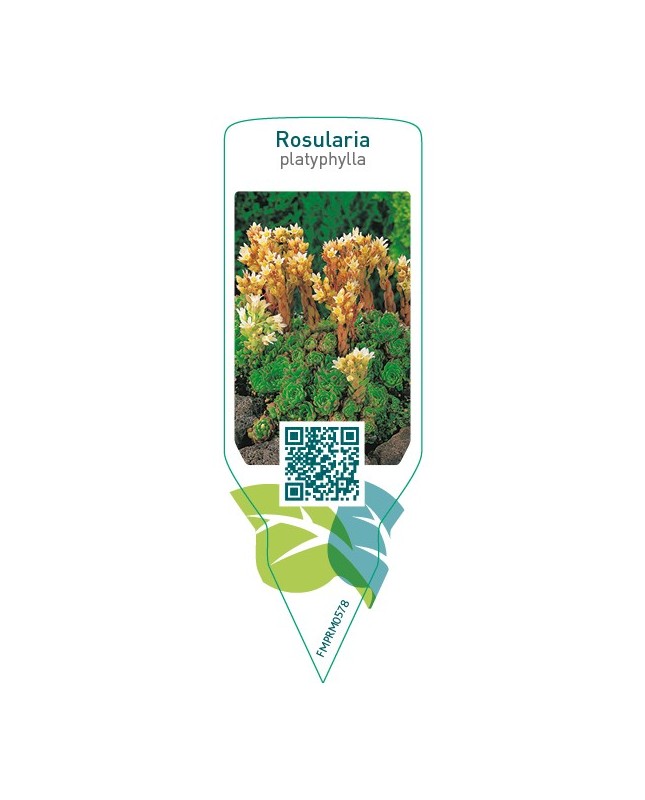 Rosularia platyphylla