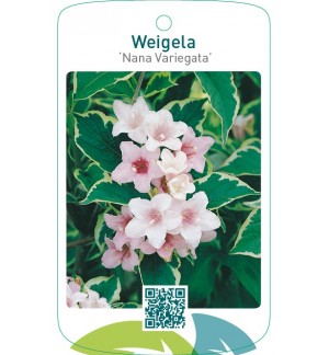 Weigela ‘Nana Variegata’