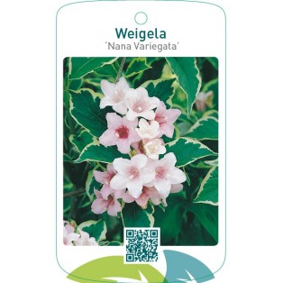 Weigela ‘Nana Variegata’