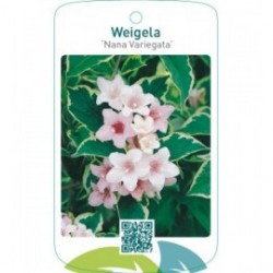 Weigela ‘Nana Variegata’