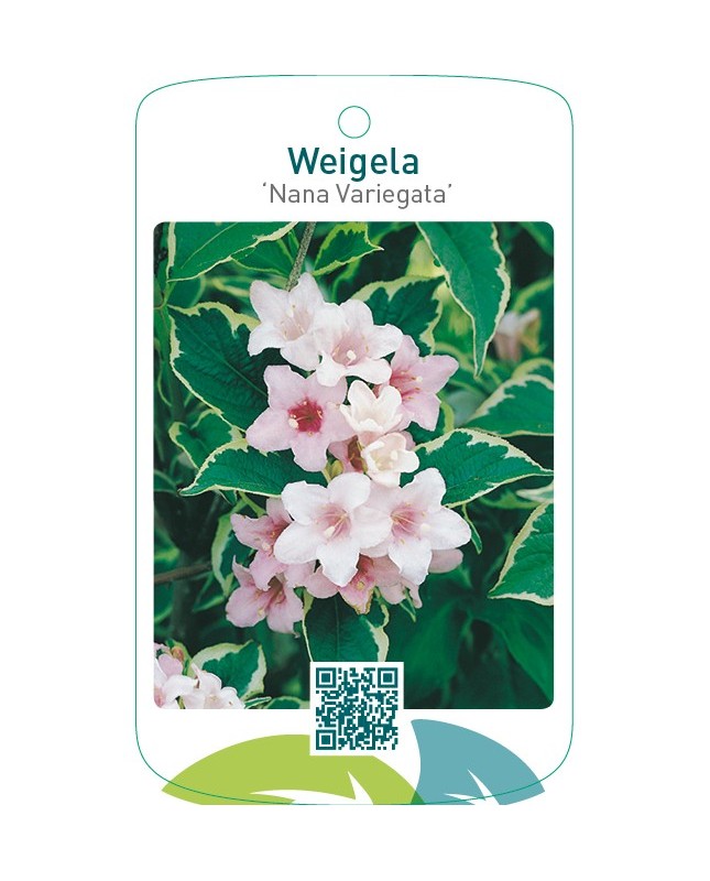 Weigela ‘Nana Variegata’