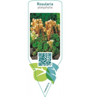 Etiquetas de Rosularia platyphylla *