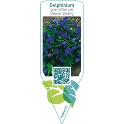 Delphinium grandiflorum ‘Blauer Zwerg’