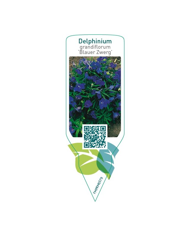 Delphinium grandiflorum ‘Blauer Zwerg’