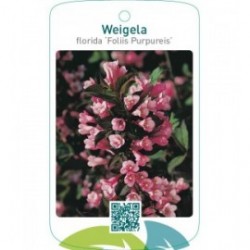 Weigela florida ‘Foliis Purpureis’