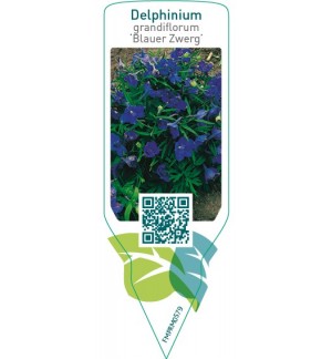Etiquetas de Delphinium grandiflorum ‘Blauer Zwerg’ *
