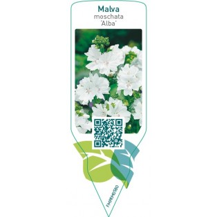 Malva moschata ‘Alba’