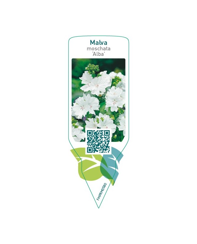 Malva moschata ‘Alba’