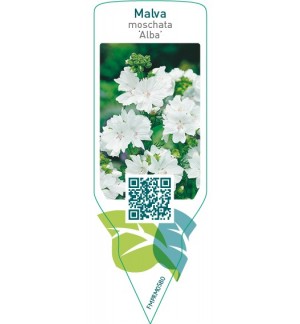 Etichette di Malva moschata ‘Alba’ *