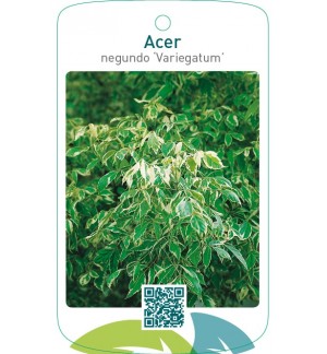 Acer negundo ‘Variegatum’