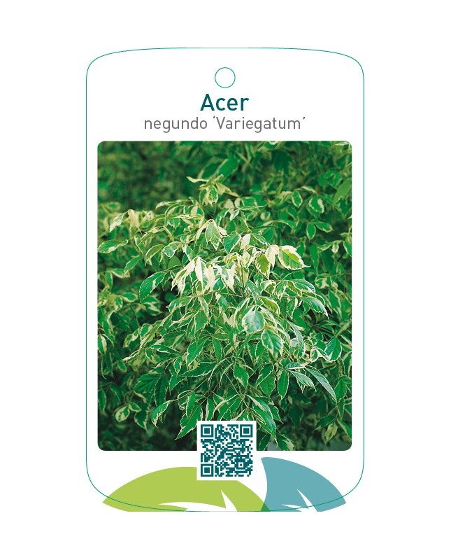 Acer negundo ‘Variegatum’