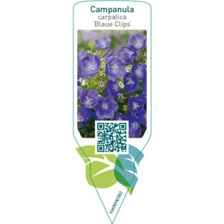 Campanula carpatica ‘Blaue Clips’