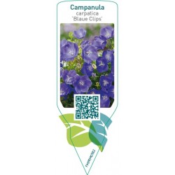 Campanula carpatica ‘Blaue Clips’