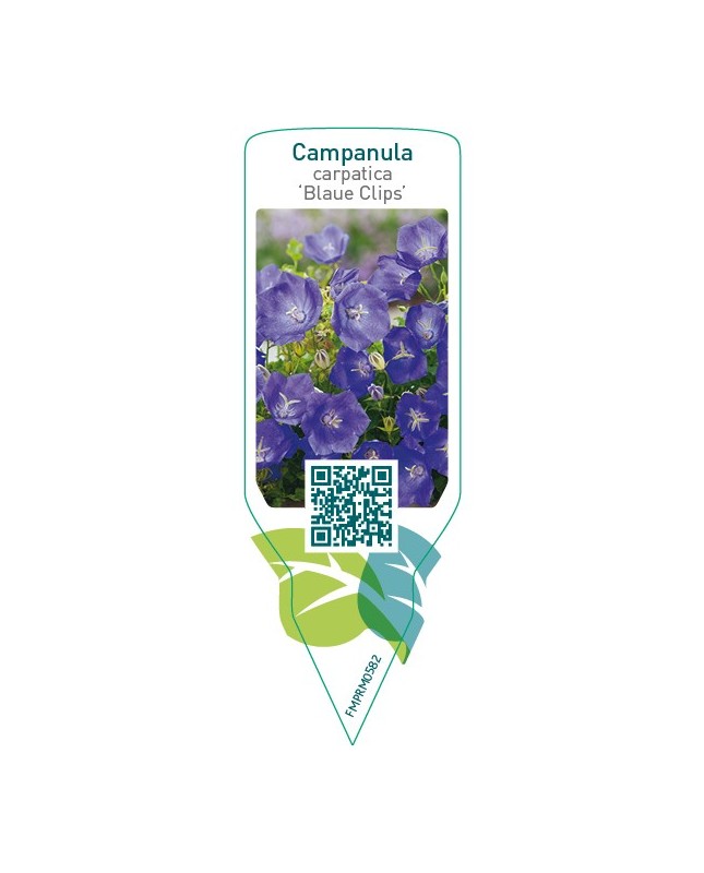Campanula carpatica ‘Blaue Clips’