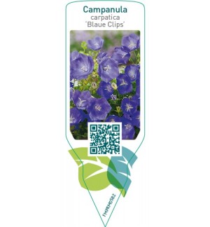 Etiquetas de Campanula carpatica ‘Blaue Clips’ *
