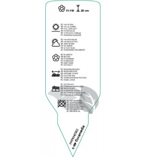 Etichette di Campanula carpatica ‘Blaue Clips’ *