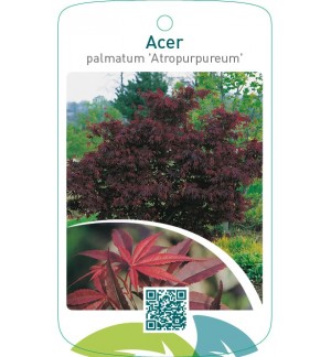 Acer palmatum ‘Atropurpureum’