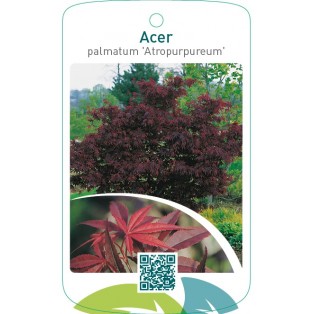 Acer palmatum ‘Atropurpureum’