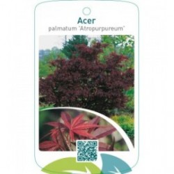 Acer palmatum ‘Atropurpureum’