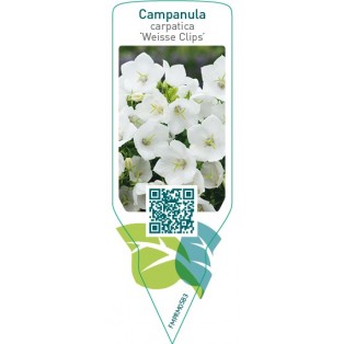 Campanula carpatica ‘Weisse Clips’