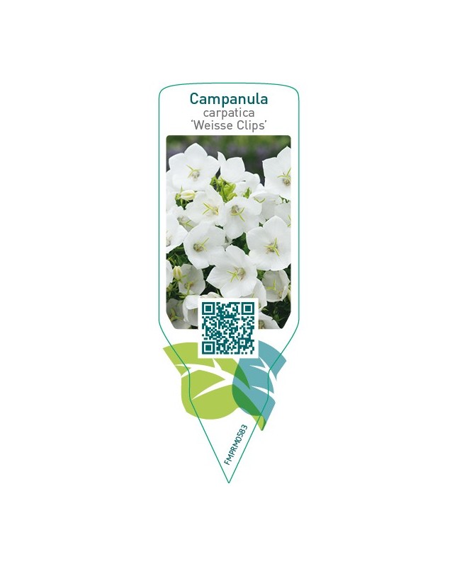 Campanula carpatica ‘Weisse Clips’