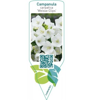 Etiquetas de Campanula carpatica ‘Weisse Clips’ *