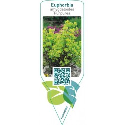 Euphorbia amygdaloides ‘Purpurea’