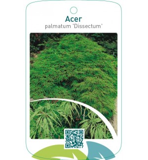Acer palmatum ‘Dissectum’
