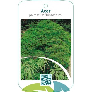 Acer palmatum ‘Dissectum’