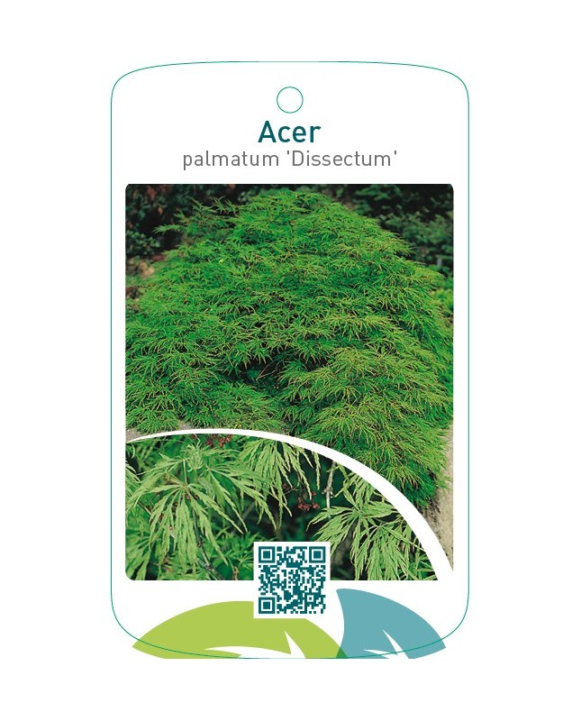 Acer palmatum ‘Dissectum’