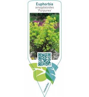 Etiquetas de Euphorbia amygdaloides ‘Purpurea’  *