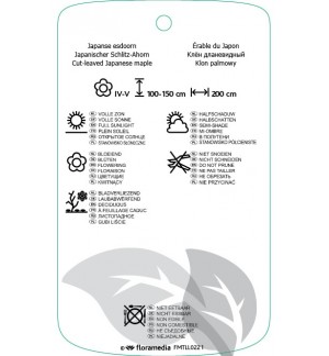 Etichette di Acer palmatum ‘Dissectum’ *