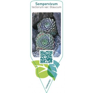 Sempervivum tectorum var. glaucum