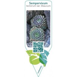 Sempervivum tectorum var. glaucum