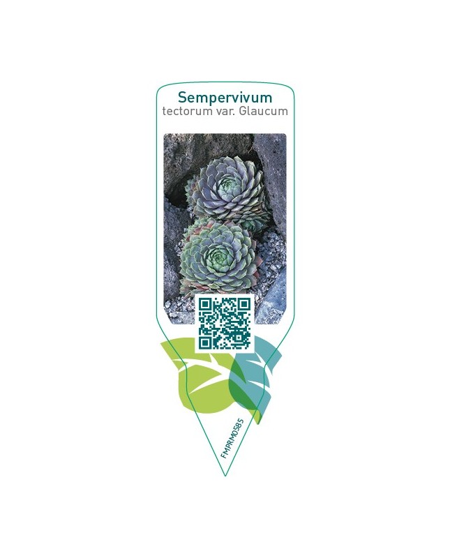 Sempervivum tectorum var. glaucum