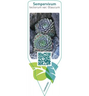 Etichette di Sempervivum tectorum var. glaucum *