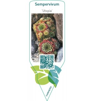 Sempervivum ‘Utopia’