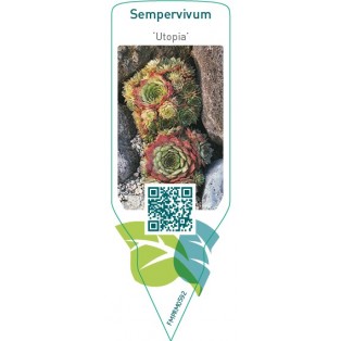 Sempervivum ‘Utopia’
