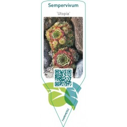 Sempervivum ‘Utopia’