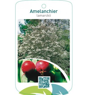 Amelanchier lamarckii