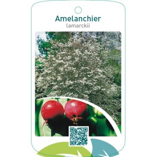 Amelanchier lamarckii