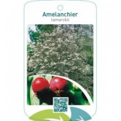 Amelanchier lamarckii
