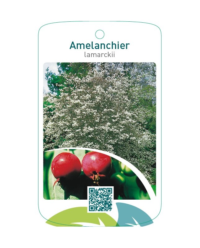 Amelanchier lamarckii