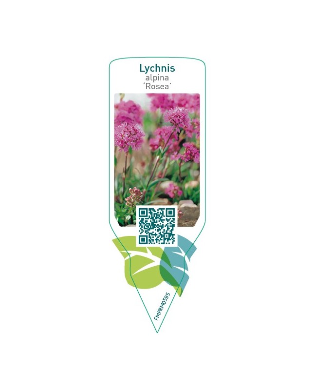 Lychnis alpina ‘Rosea’