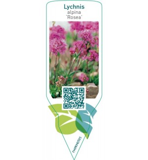 Etiquetas de Lychnis alpina ‘Rosea’ *