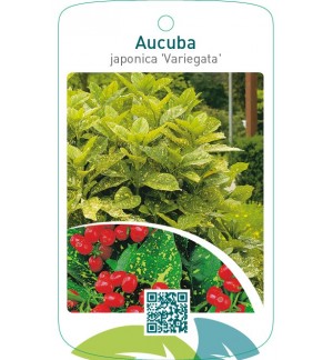 Aucuba japonica ‘Variegata’