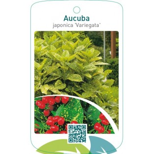 Aucuba japonica ‘Variegata’