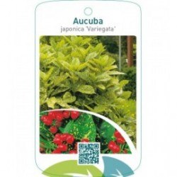 Aucuba japonica ‘Variegata’