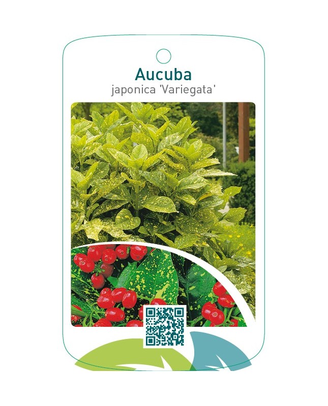 Aucuba japonica ‘Variegata’